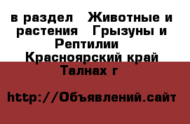  в раздел : Животные и растения » Грызуны и Рептилии . Красноярский край,Талнах г.